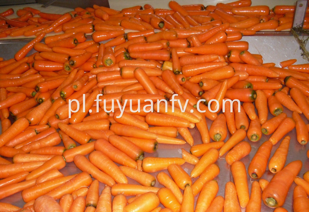 fresh carrot